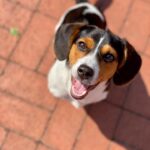 dog training beagle